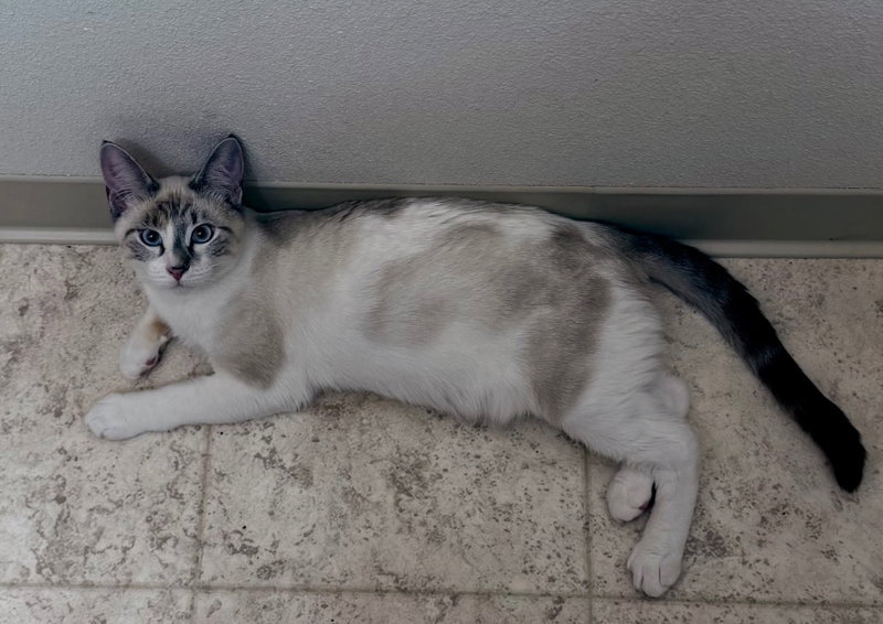 VPM-Chili, a young male cat up for adoption