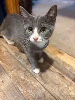 Jane - Domestic Short Hair