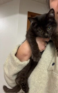 Mowgli