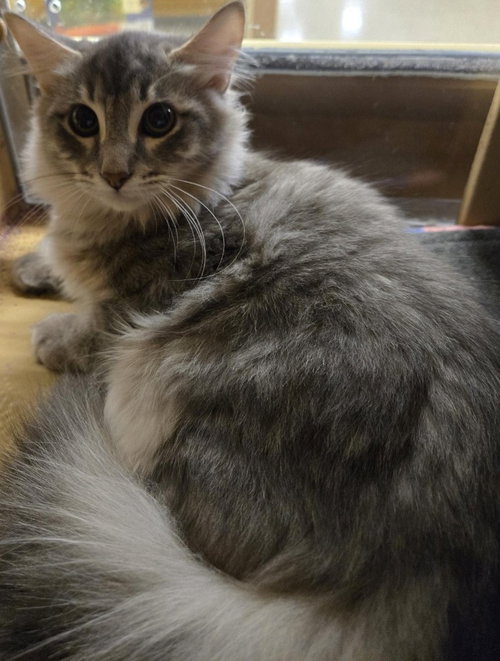 Lloyd, a male kitten up for adoption