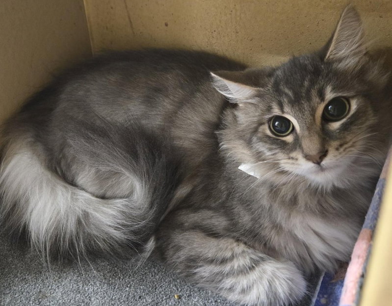 Jay, a male kitten up for adoption