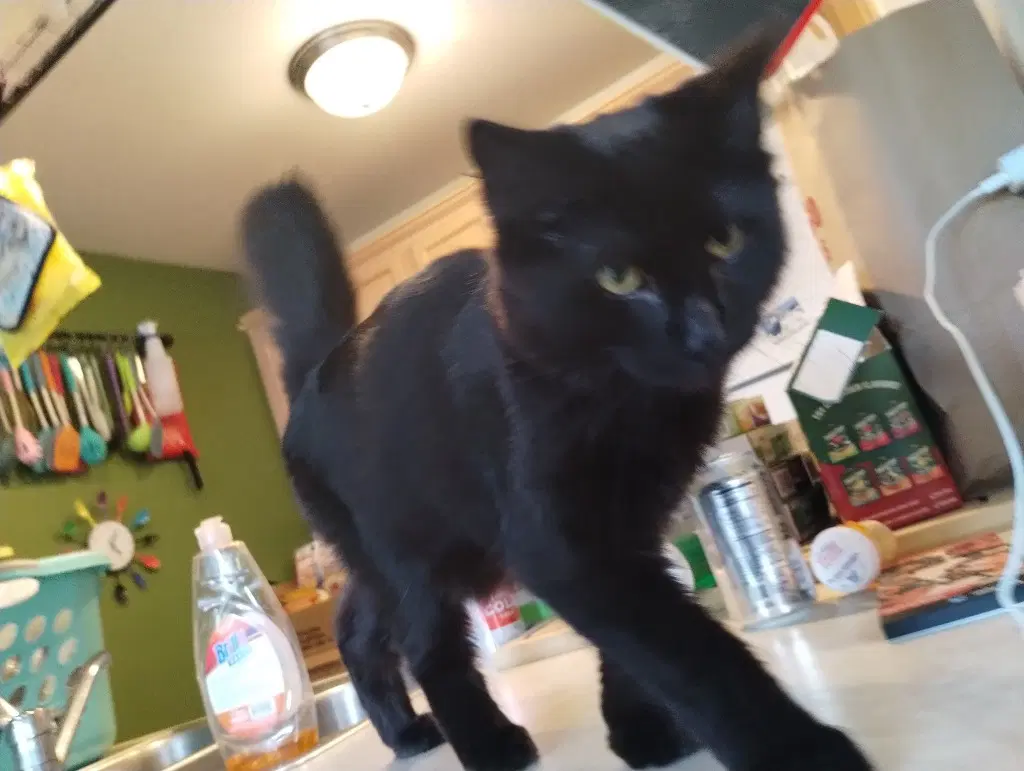 Winkin - Domestic Medium Hair