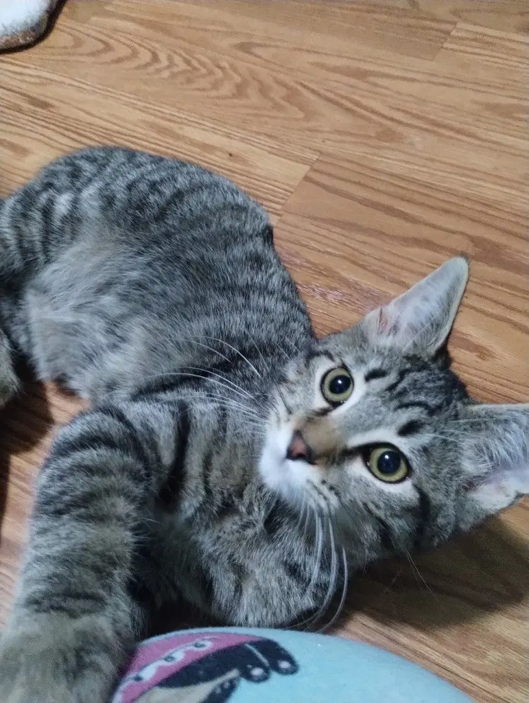 Nod - Domestic Medium Hair