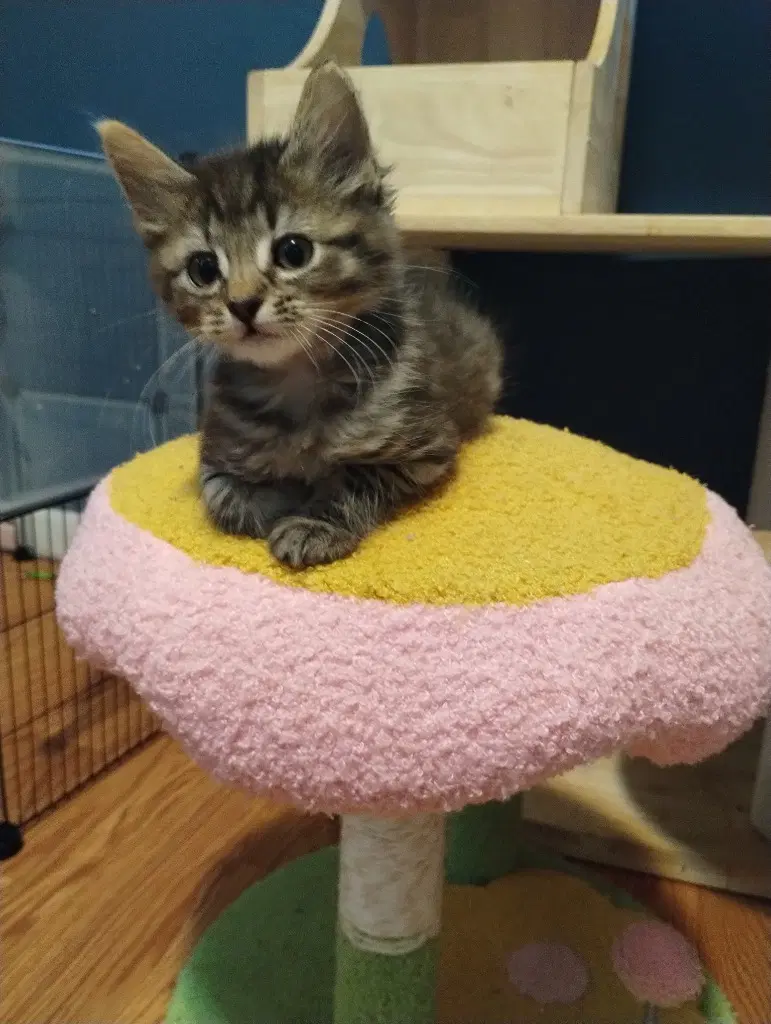 Gremlin Blue - Domestic Medium Hair