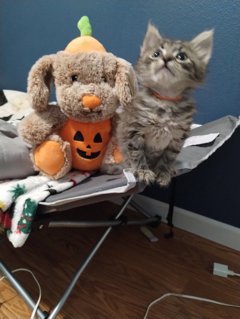 Gizmo (Orange)