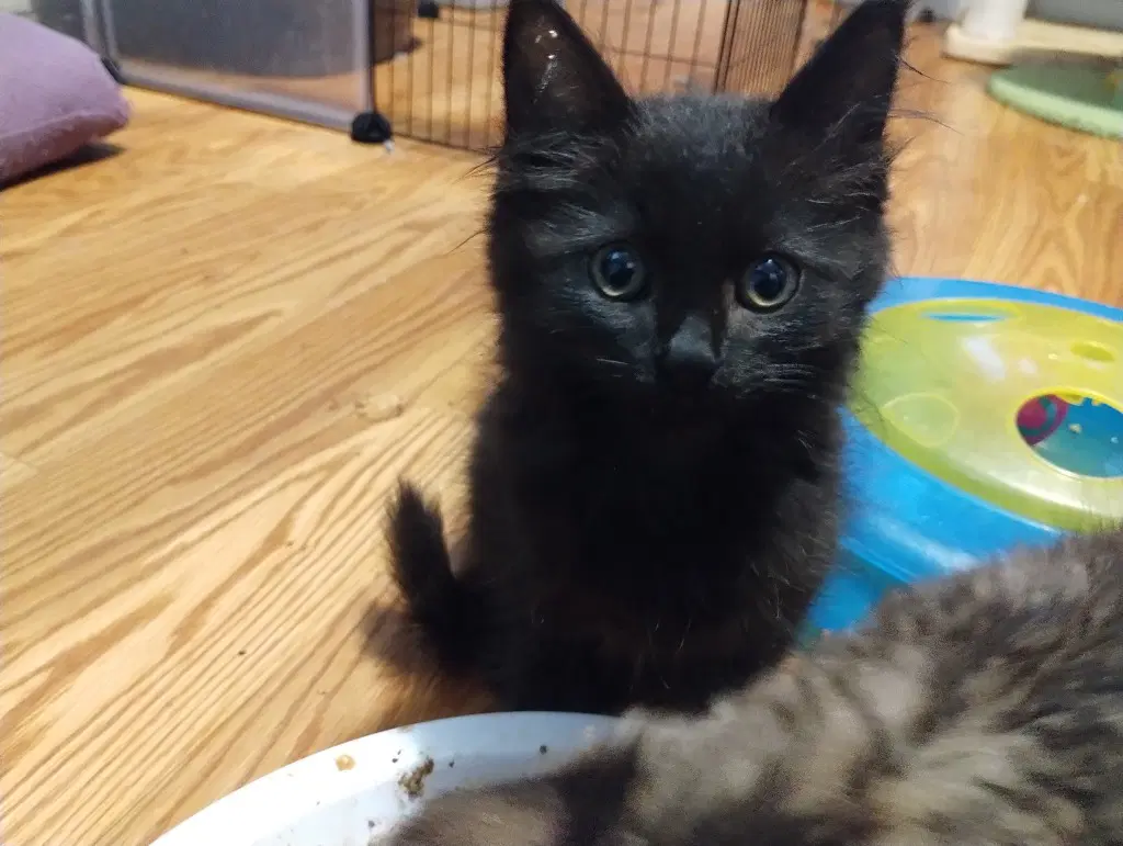 Phantom White - Domestic Medium Hair