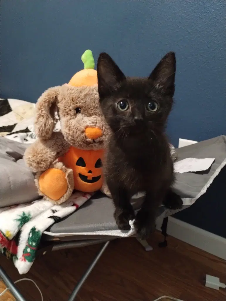 Raven Green - Domestic Medium Hair