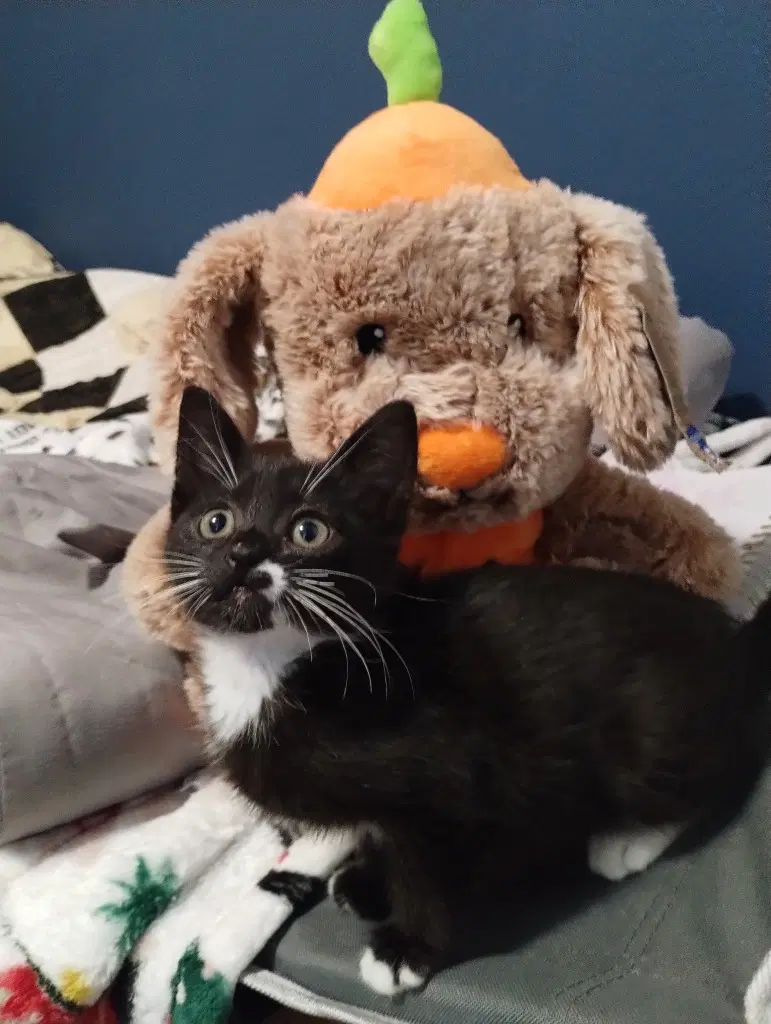 Greta Pink - Domestic Short Hair