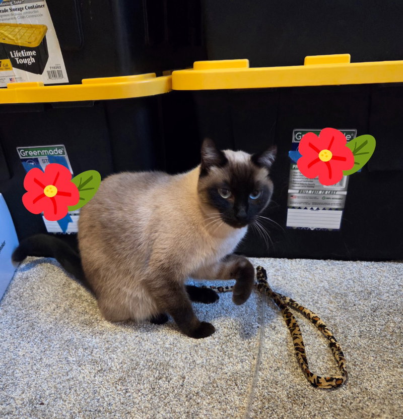 Isabella, an adult female Siamese cat up for adoption