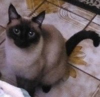 Isabella, photo 3