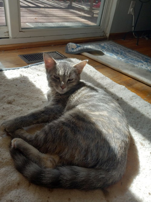 Button, a female kitten up for adoption
