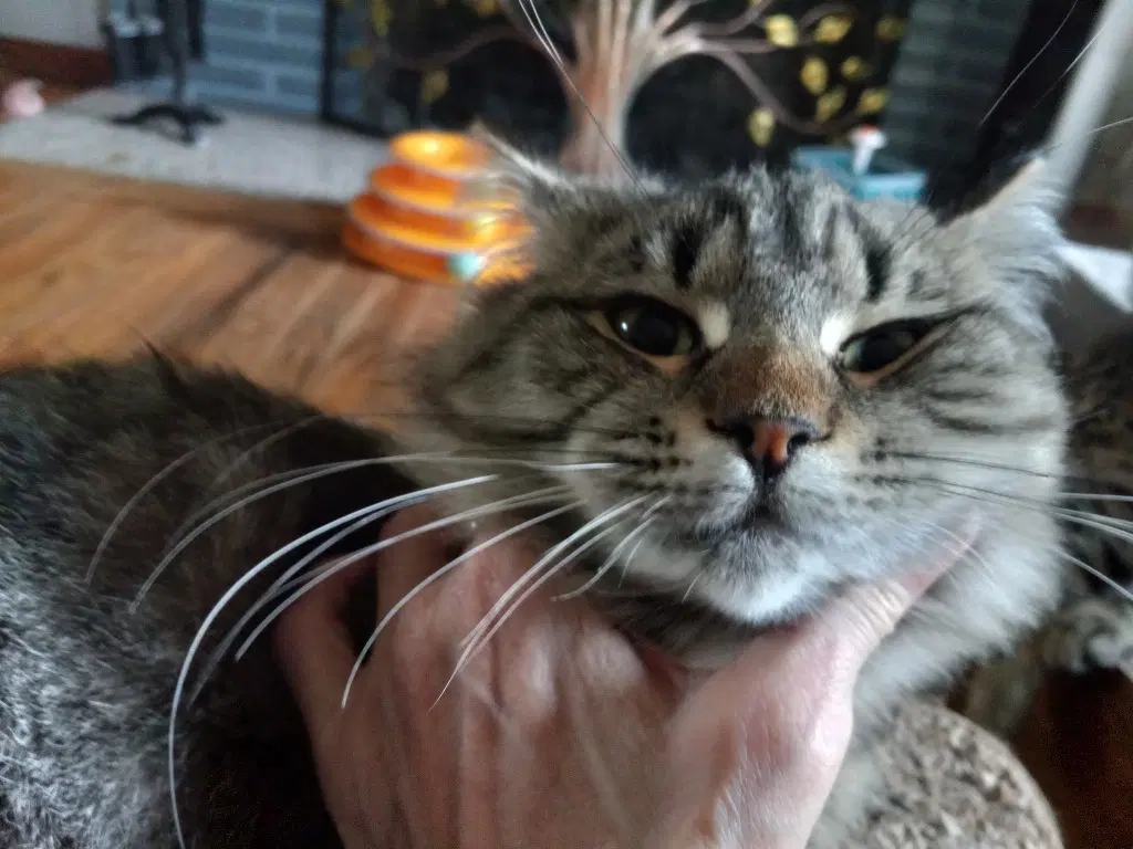 Pepper Lg - Domestic Medium Hair