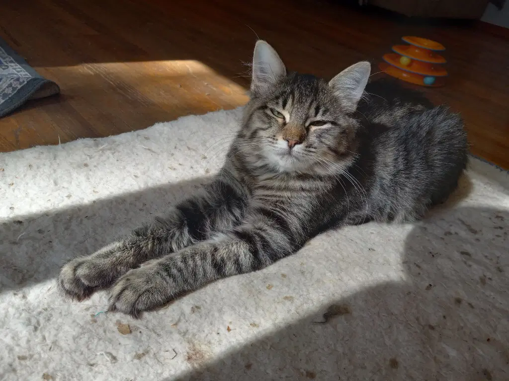 Pepper Lg - Domestic Medium Hair