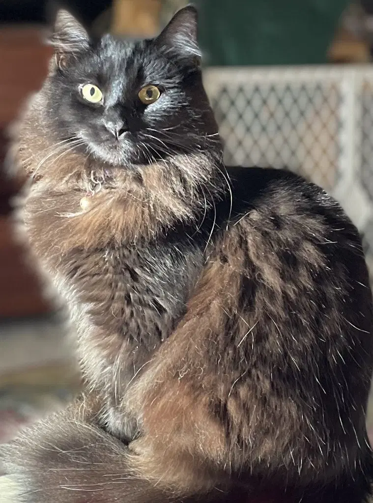 Vergie - Domestic Long Hair