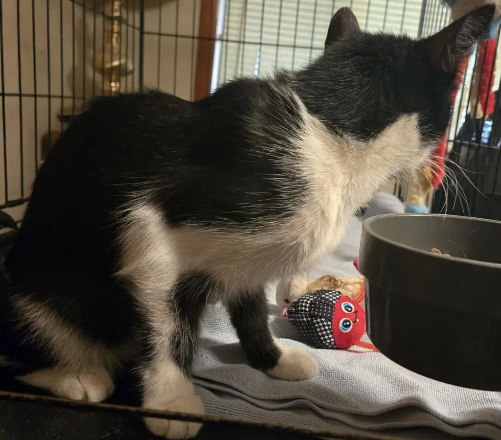 Sassy image 3