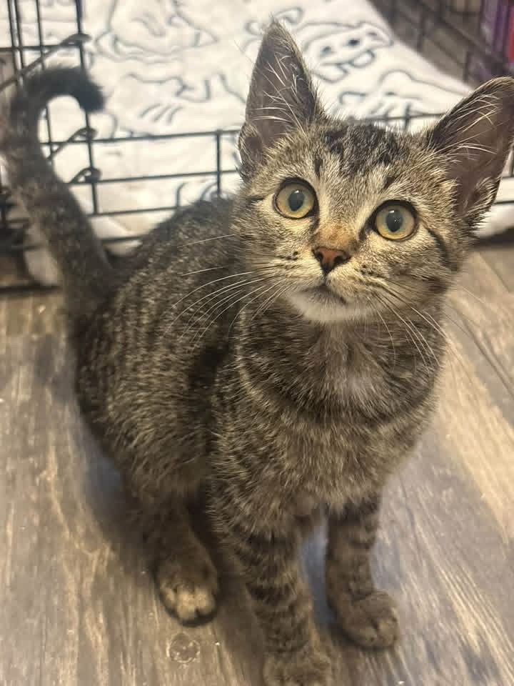 Biscuit