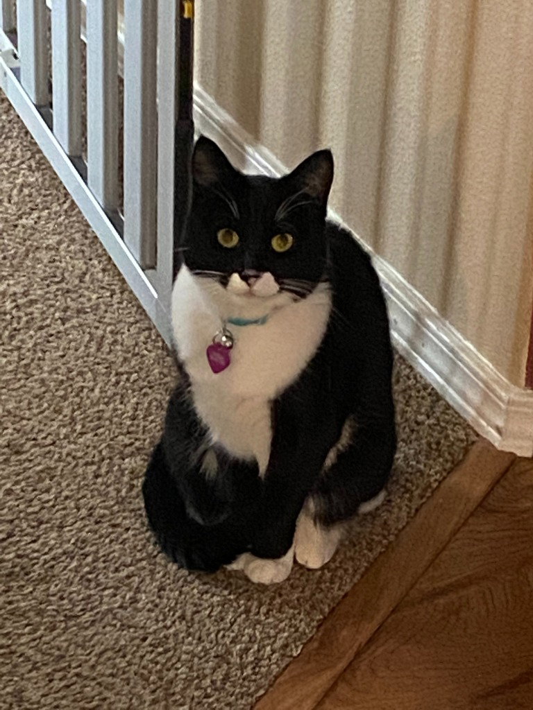 Houdini (Dini)