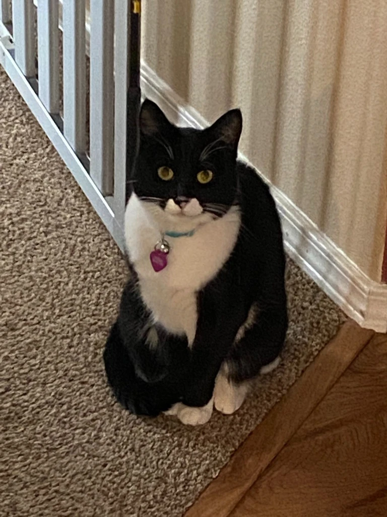 Houdini Dini