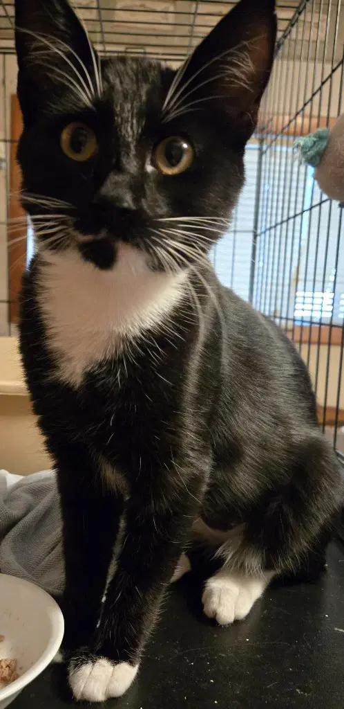 Baby - Domestic Medium Hair