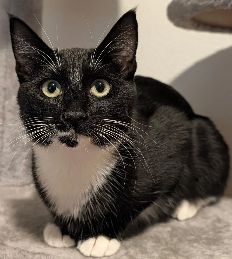 Baby - Domestic Medium Hair