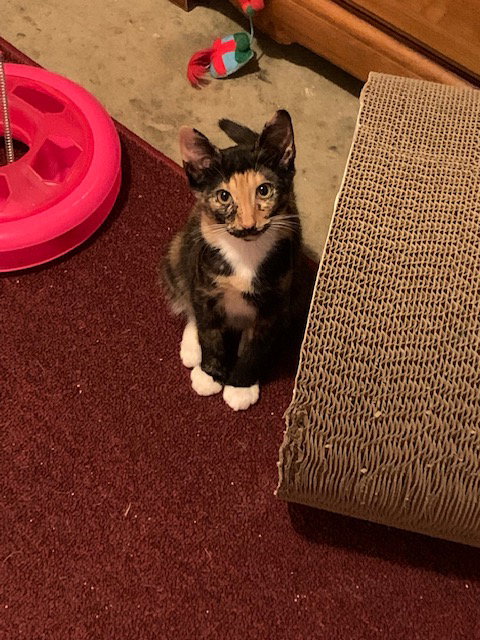 picture of the cat needing adoption