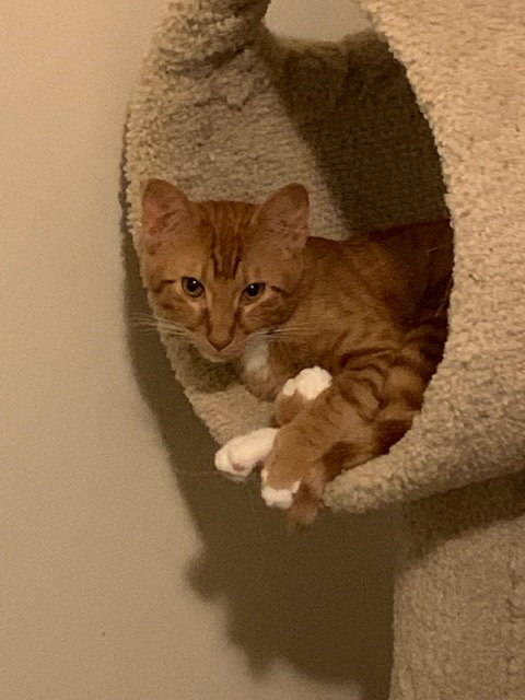 picture of the cat needing adoption