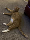 adoptable Cat in , MS named Gene