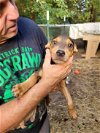 adoptable Dog in , MS named ZCL-d-Moe