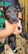 adoptable Dog in , MS named ZCL-D-Jack