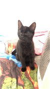 adoptable Cat in , MS named ZCL-C-Nixie