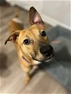 adoptable Dog in cordova, TN named Mac