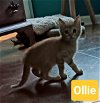 adoptable Cat in  named Ollie