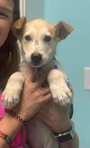 adoptable Dog in , MS named ZCL-D-3 healthy rescued pups