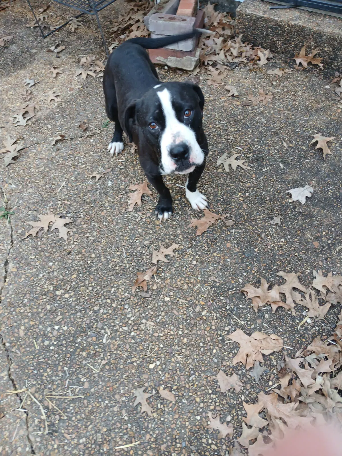Zcl-D- River - Labrador Retriever