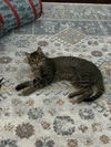 adoptable Cat in , MS named Risu