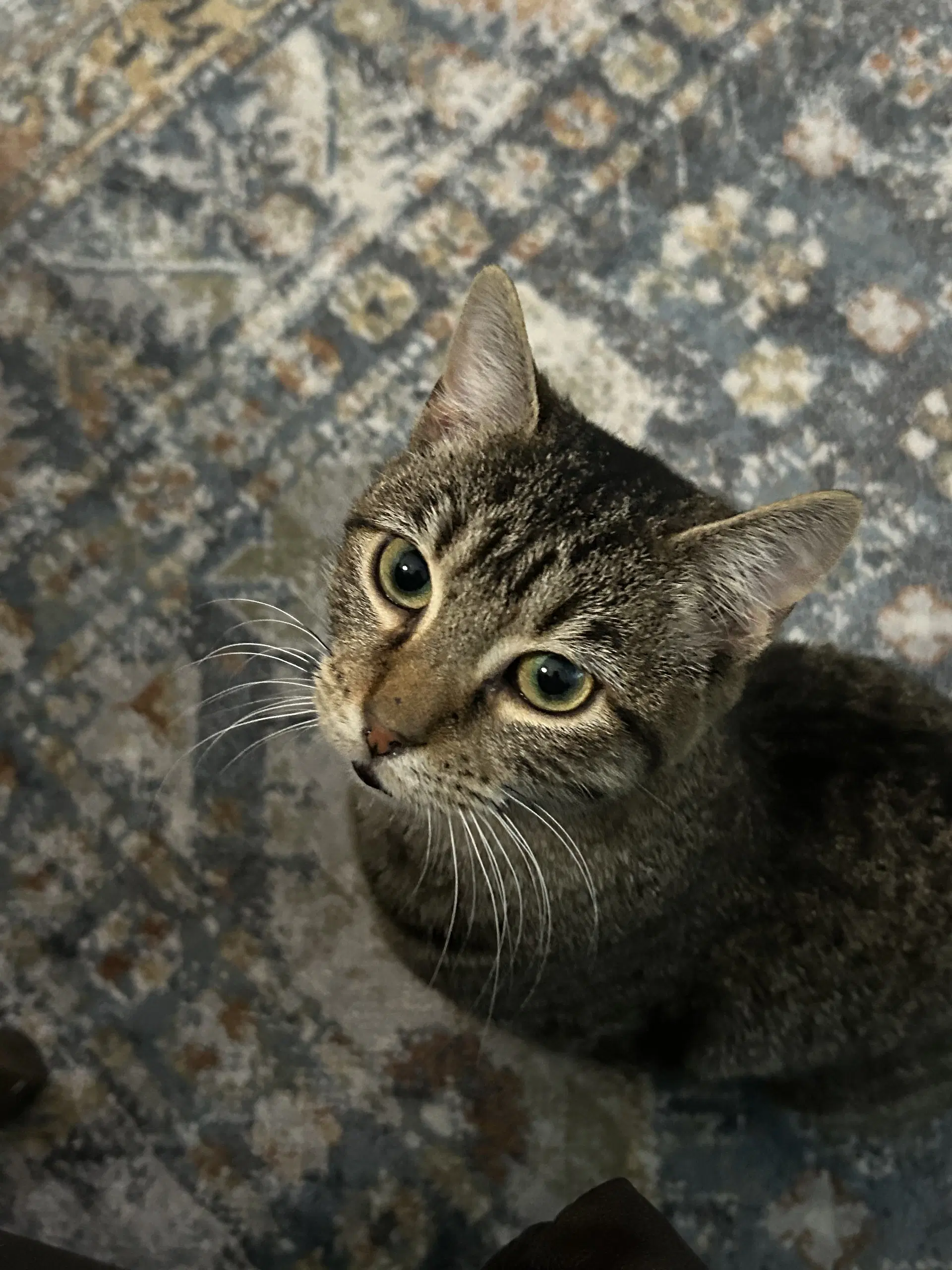Risu - Tabby