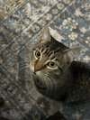 Risu - Photo 1