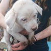 adoptable Dog in  named ZCL Pyrenees pups
