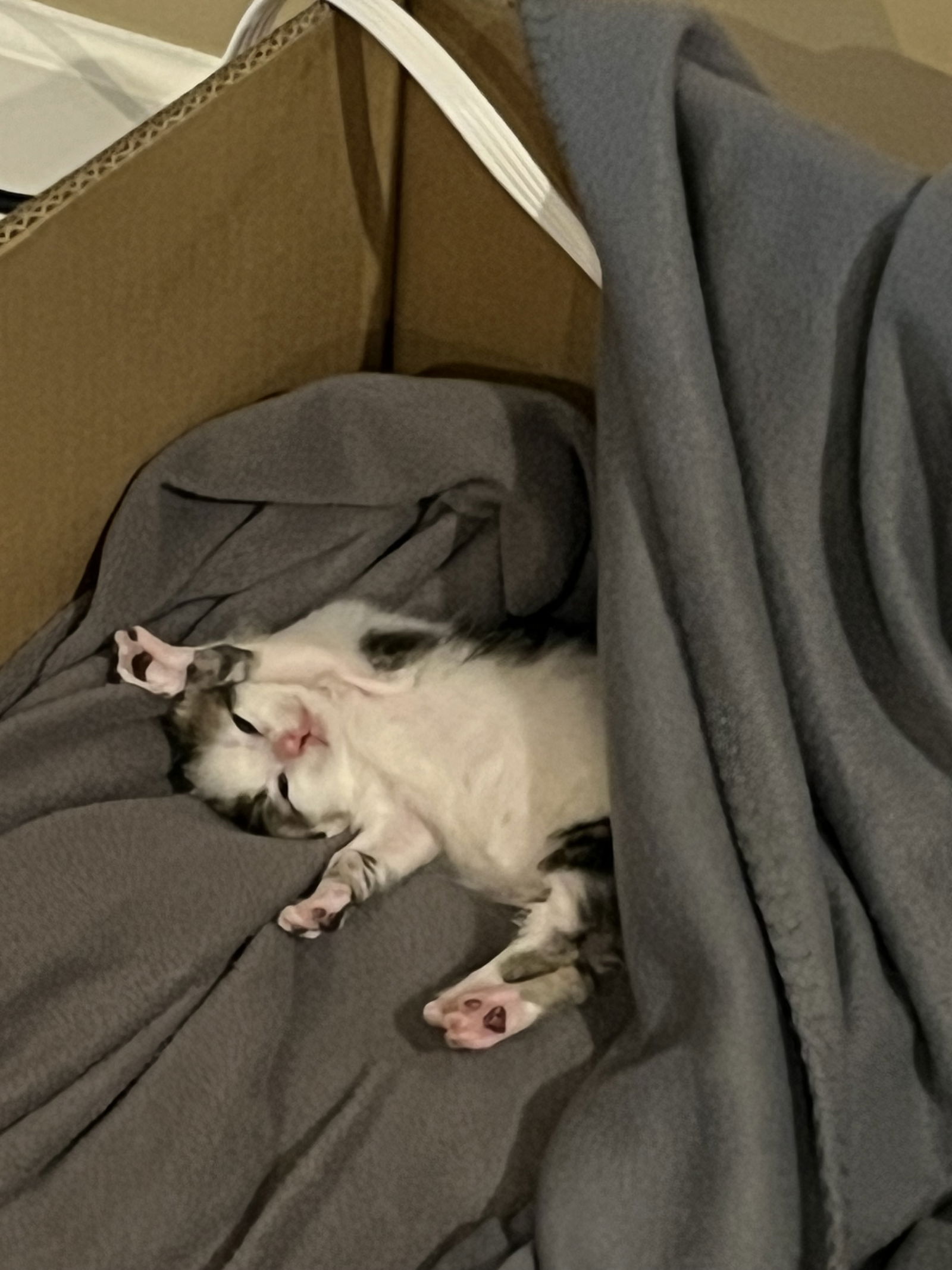 adoptable Cat in Olive Branch, MS named Momo