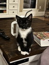 adoptable Cat in , MS named Mochi