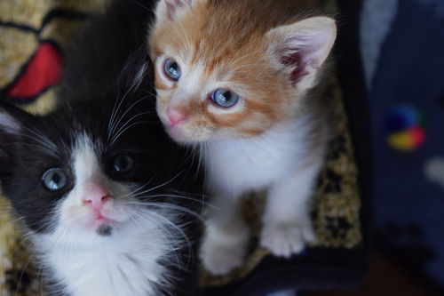picture of the cat needing adoption