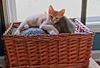 adoptable Cat in , MS named Pinto