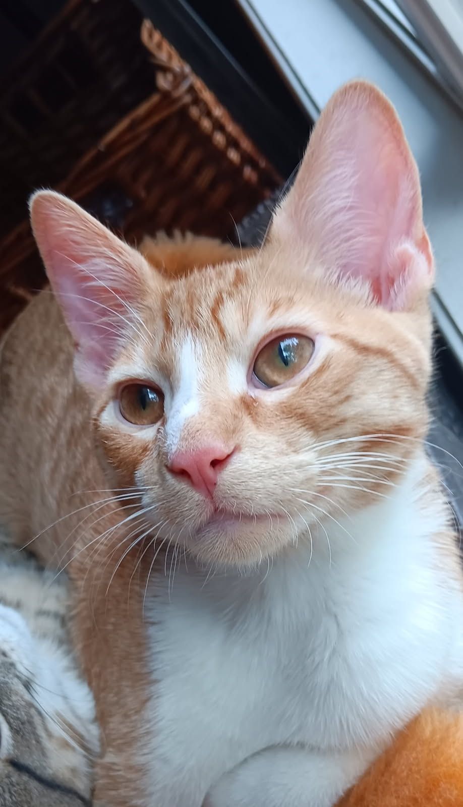 adoptable Cat in Olive Branch, MS named Pinto