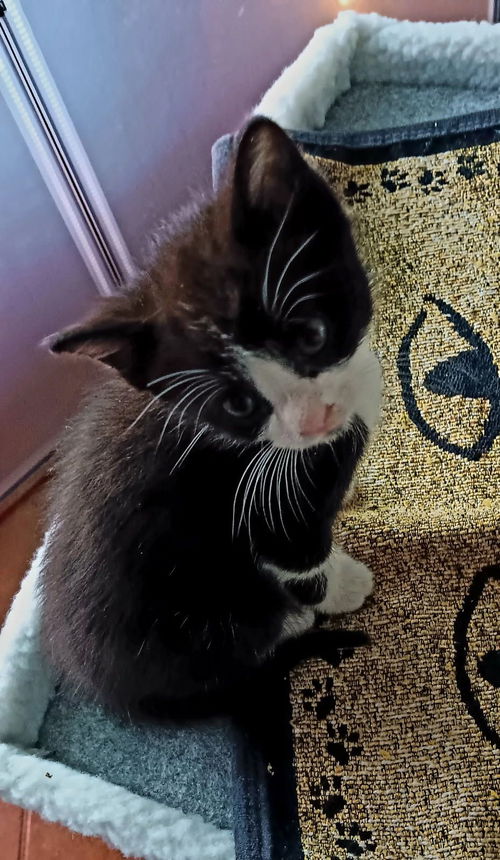 picture of the cat needing adoption