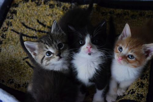 picture of the cat needing adoption