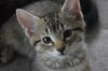 adoptable Cat in , MS named Mercedes