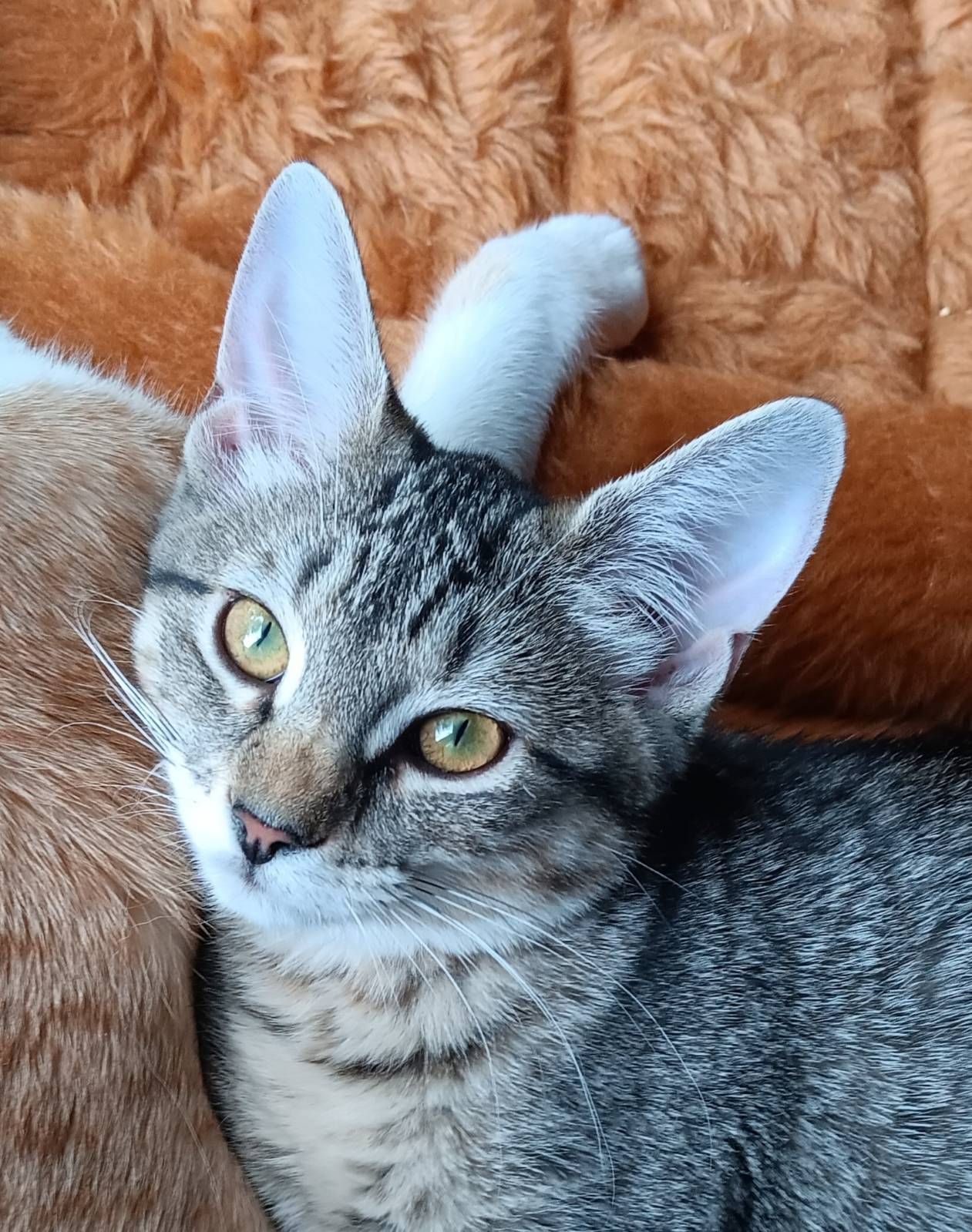 adoptable Cat in Olive Branch, MS named Mercedes