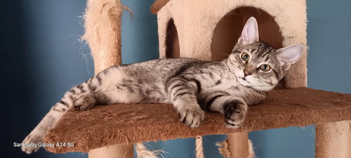 MERCEDES - Domestic Short Hair available for adoption