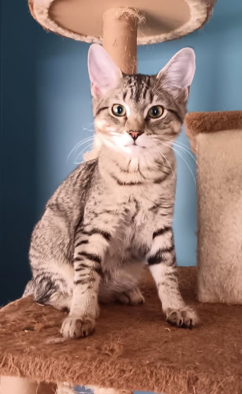 MERCEDES - Domestic Short Hair available for adoption
