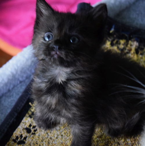 picture of the cat needing adoption